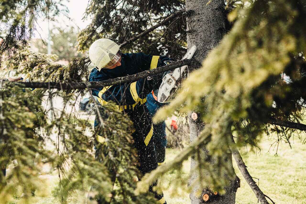 Tree Removal for Businesses